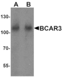 Western blot - BCAR3 Antibody from Signalway Antibody (25526) - Antibodies.com