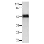 ACTG1 Antibody from Signalway Antibody (31004) - Antibodies.com