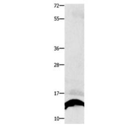 COX5B Antibody from Signalway Antibody (31016) - Antibodies.com