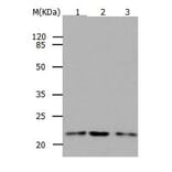 RAP1B Antibody from Signalway Antibody (31033) - Antibodies.com