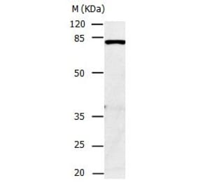 CAPN1 Antibody from Signalway Antibody (31038) - Antibodies.com