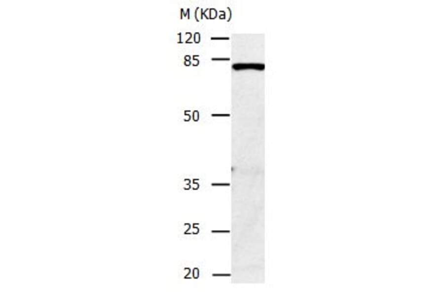 CAPN1 Antibody from Signalway Antibody (31038) - Antibodies.com