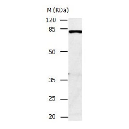 CAPN1 Antibody from Signalway Antibody (31038) - Antibodies.com