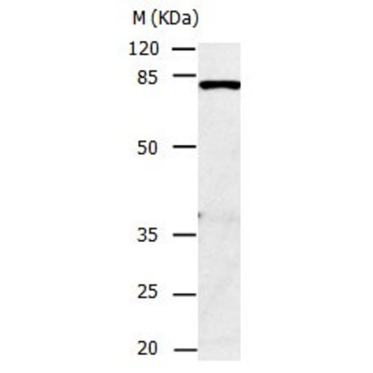 CAPN1 Antibody from Signalway Antibody (31038) - Antibodies.com