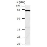 CAPN1 Antibody from Signalway Antibody (31038) - Antibodies.com
