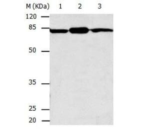 CAPN2 Antibody from Signalway Antibody (31039) - Antibodies.com