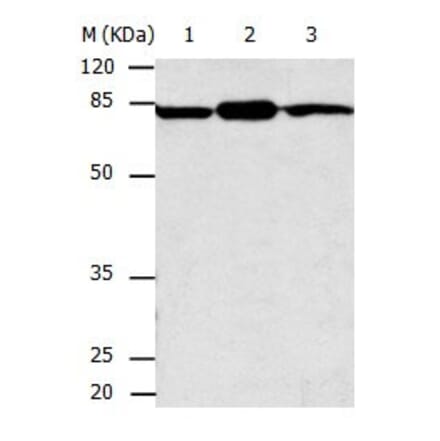 CAPN2 Antibody from Signalway Antibody (31039) - Antibodies.com