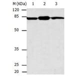 CAPN2 Antibody from Signalway Antibody (31039) - Antibodies.com