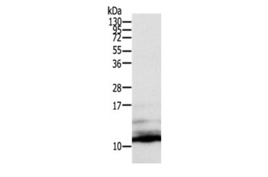 CCL13 Antibody from Signalway Antibody (31051) - Antibodies.com