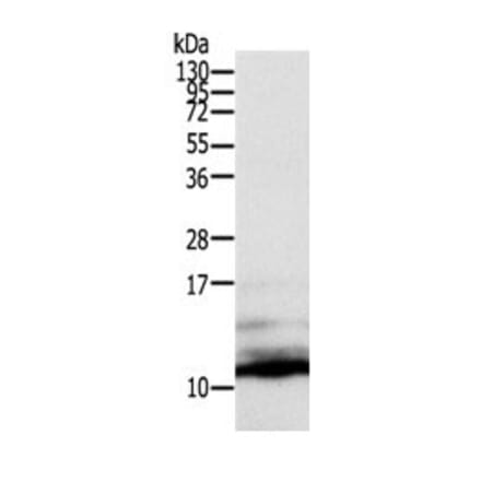 CCL13 Antibody from Signalway Antibody (31051) - Antibodies.com