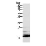 CCL13 Antibody from Signalway Antibody (31051) - Antibodies.com