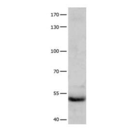 CCNA1 Antibody from Signalway Antibody (31063) - Antibodies.com