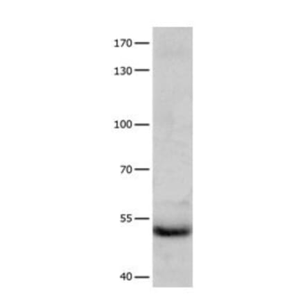 CCNA1 Antibody from Signalway Antibody (31063) - Antibodies.com