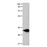 FOXS1 Antibody from Signalway Antibody (31072) - Antibodies.com