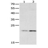 HMGB4 Antibody from Signalway Antibody (31080) - Antibodies.com