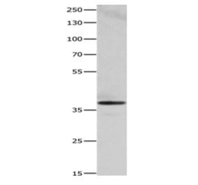 HMOX2 Antibody from Signalway Antibody (31081) - Antibodies.com