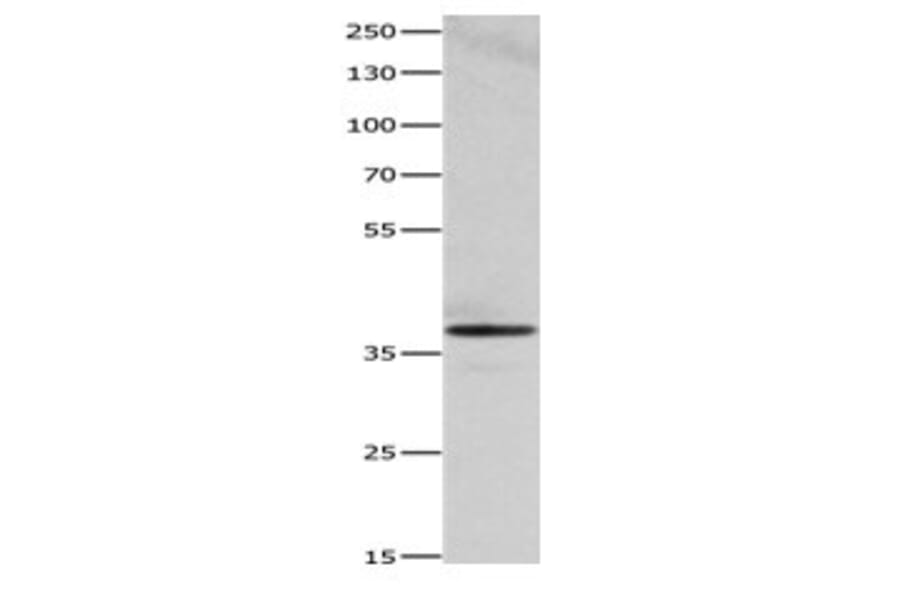 HMOX2 Antibody from Signalway Antibody (31081) - Antibodies.com