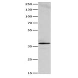 HMOX2 Antibody from Signalway Antibody (31081) - Antibodies.com