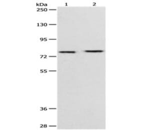 PEG10 Antibody from Signalway Antibody (31112) - Antibodies.com