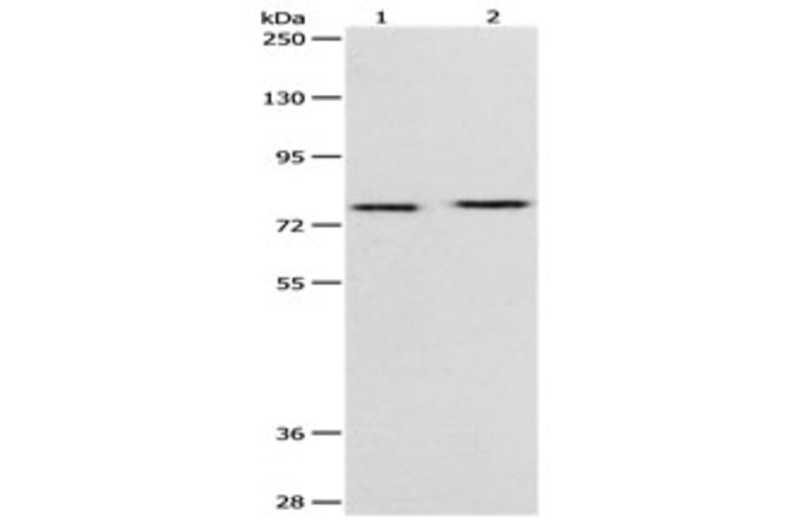PEG10 Antibody from Signalway Antibody (31112) - Antibodies.com