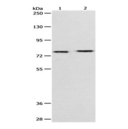 PEG10 Antibody from Signalway Antibody (31112) - Antibodies.com