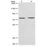 PEG10 Antibody from Signalway Antibody (31112) - Antibodies.com