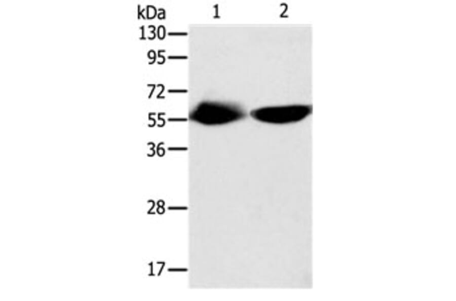 TEKT3 Antibody from Signalway Antibody (31134) - Antibodies.com