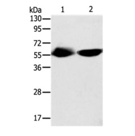 TEKT3 Antibody from Signalway Antibody (31134) - Antibodies.com