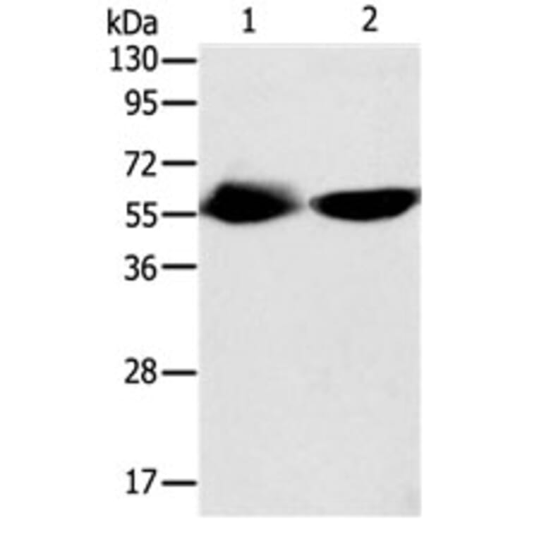 TEKT3 Antibody from Signalway Antibody (31134) - Antibodies.com