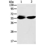 TEKT3 Antibody from Signalway Antibody (31134) - Antibodies.com