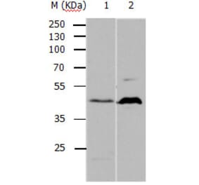 5HT1A Antibody from Signalway Antibody (31139) - Antibodies.com