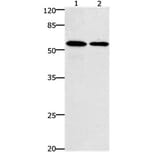 CCNB1 Antibody from Signalway Antibody (31178) - Antibodies.com