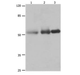 PVRL1 Antibody from Signalway Antibody (31189) - Antibodies.com