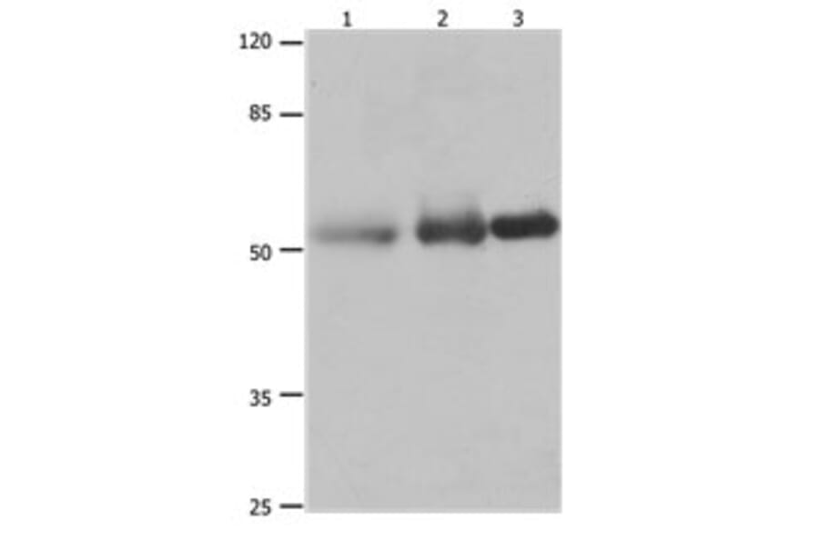 PVRL1 Antibody from Signalway Antibody (31189) - Antibodies.com