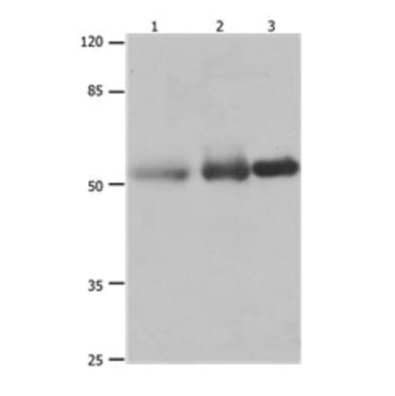 PVRL1 Antibody from Signalway Antibody (31189) - Antibodies.com