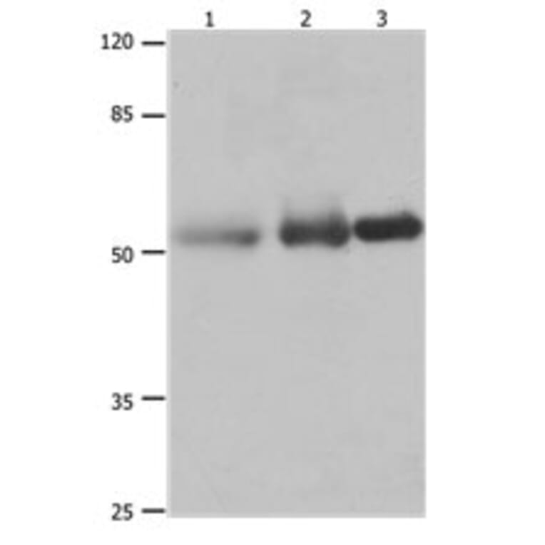 PVRL1 Antibody from Signalway Antibody (31189) - Antibodies.com