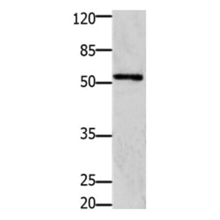 GFRA1 Antibody from Signalway Antibody (31205) - Antibodies.com