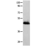 GFRA2 Antibody from Signalway Antibody (31206) - Antibodies.com