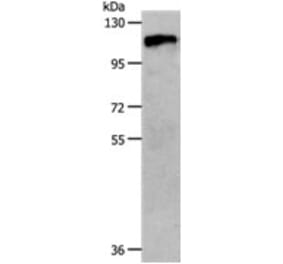 CSF1R Antibody from Signalway Antibody (31235) - Antibodies.com