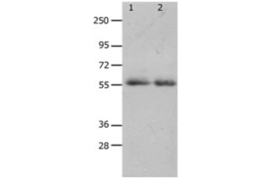MMP17 Antibody from Signalway Antibody (31237) - Antibodies.com