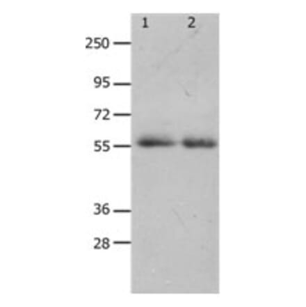 MMP17 Antibody from Signalway Antibody (31237) - Antibodies.com