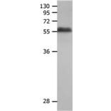 MMP19 Antibody from Signalway Antibody (31241) - Antibodies.com