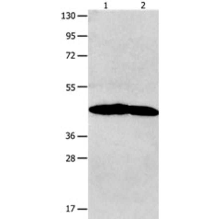 NTSR1 Antibody from Signalway Antibody (31251) - Antibodies.com