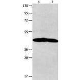 NTSR1 Antibody from Signalway Antibody (31251) - Antibodies.com