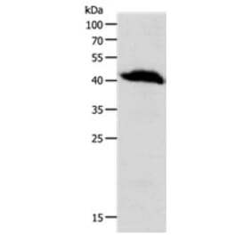 OPRL1 Antibody from Signalway Antibody (31281) - Antibodies.com