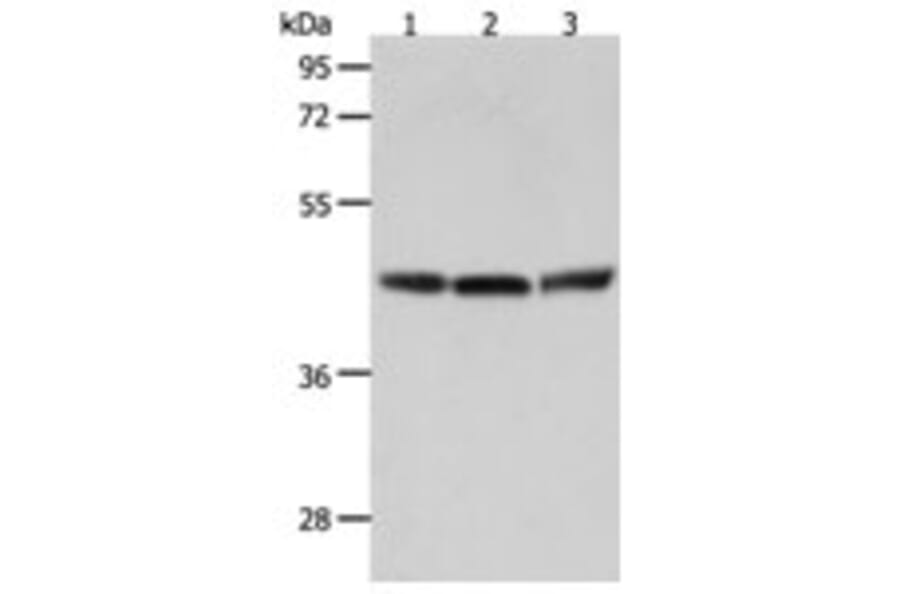 RXFP4 Antibody from Signalway Antibody (31297) - Antibodies.com