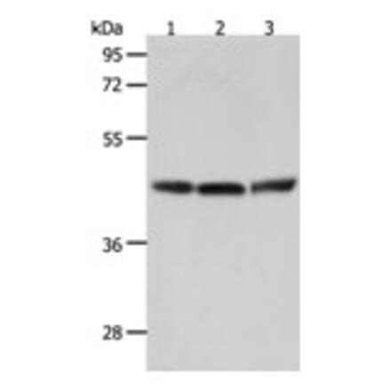 RXFP4 Antibody from Signalway Antibody (31297) - Antibodies.com