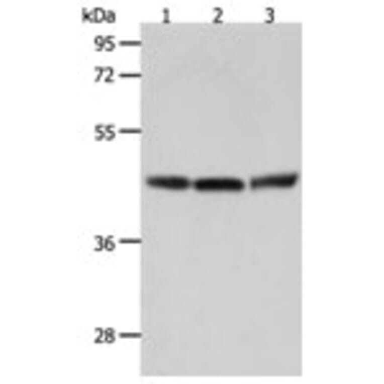 RXFP4 Antibody from Signalway Antibody (31297) - Antibodies.com