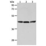 RXFP4 Antibody from Signalway Antibody (31297) - Antibodies.com