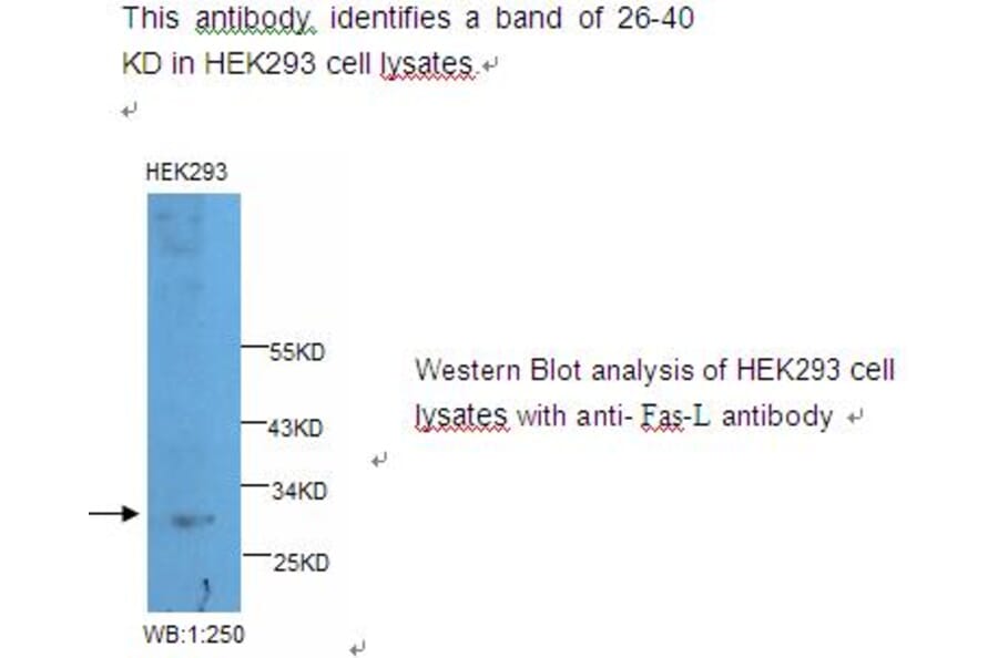 Fas-L Antibody from Signalway Antibody (39219) - Antibodies.com